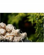 Rozpałka Feniks ECOPODPAŁKA WIELOZADANIOWA DO KOMINKA DO GRILA DO PIECA500g - obrazek 2